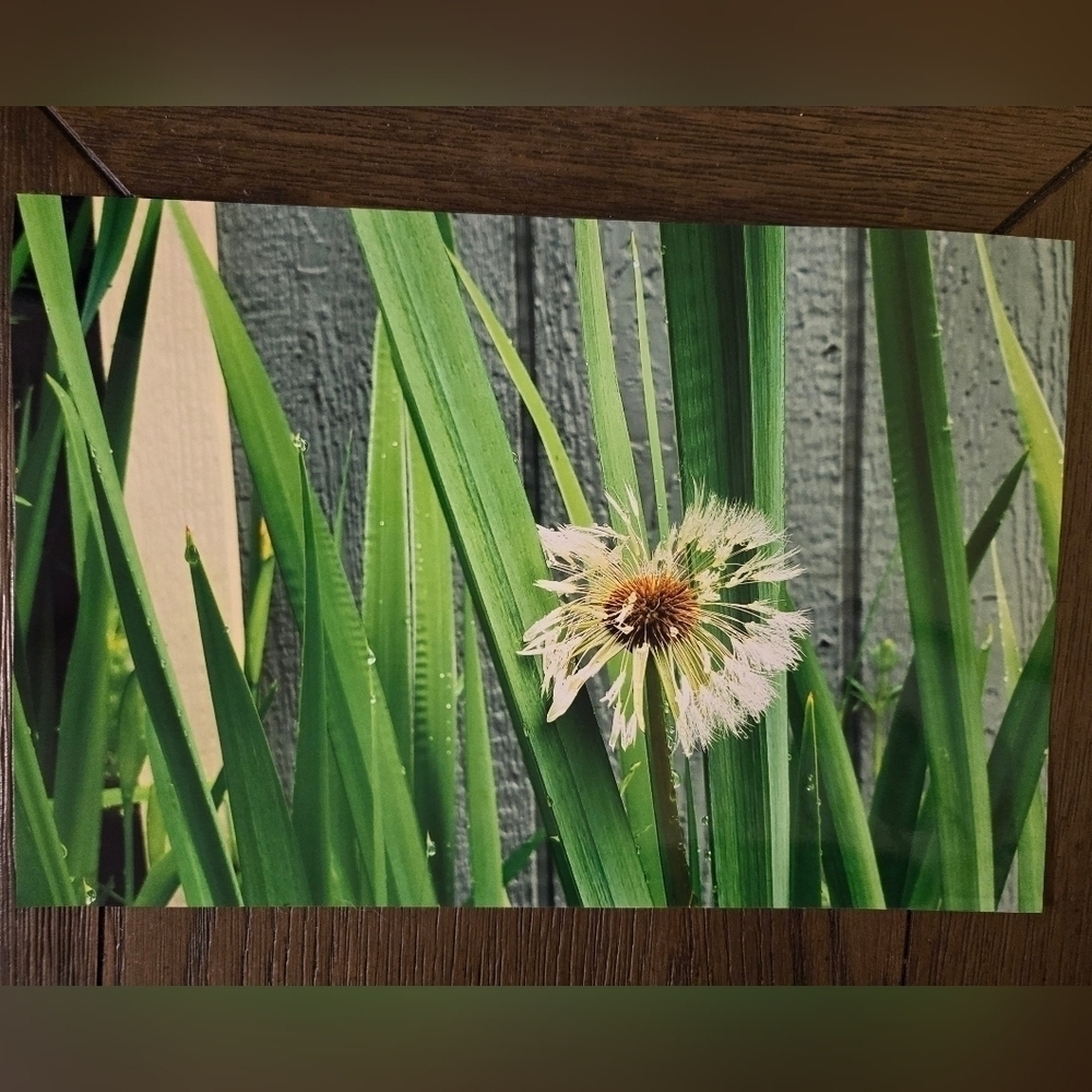 Dandelion Fluff Photo